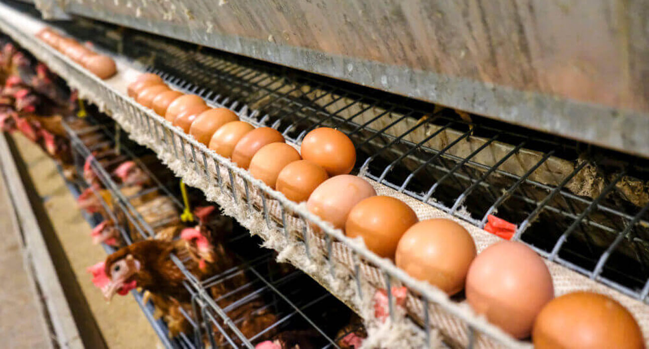 Huge Egg Tray Demand